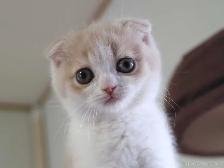 ID:1902-01110の子猫