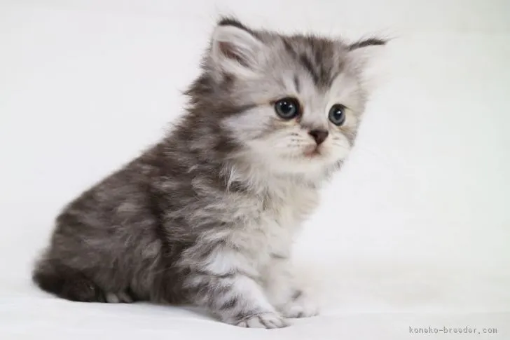 ID：1805-01732の子猫