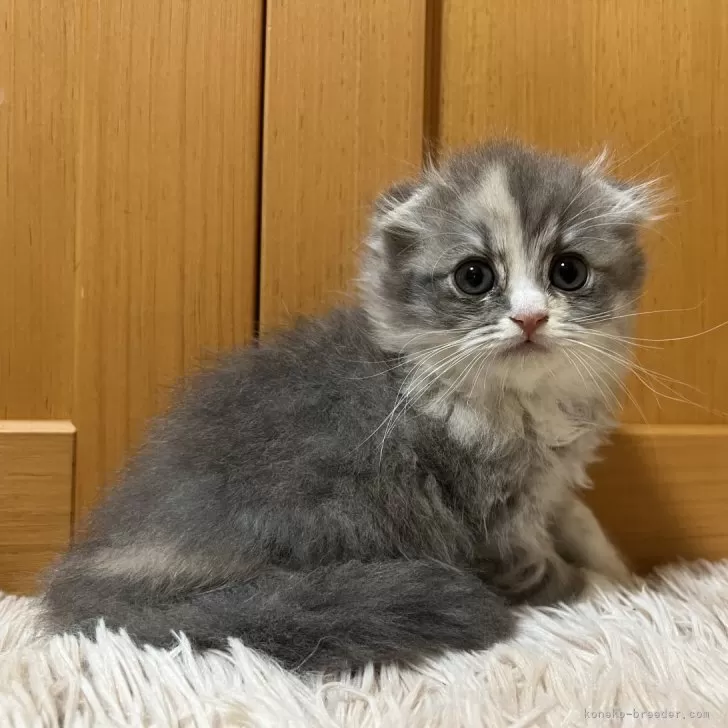 ID：2408-00745の子猫