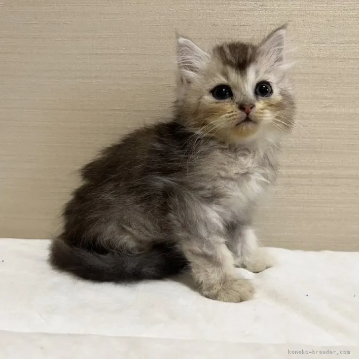 ID：2308-00365の子猫