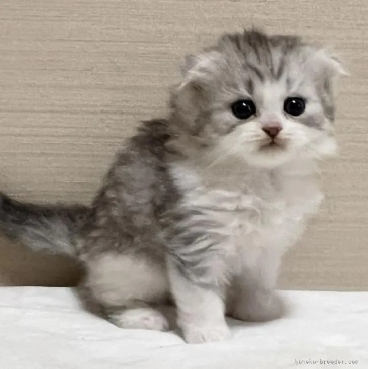 ID:2211-00153の子猫