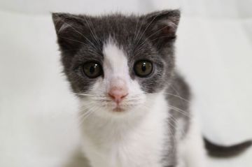 スコティッシュフォールド(折れ耳)【茨城県・男の子・2018年3月16日・ブルータビー&ホワイト】の写真「5月27日までの見学、引き渡しになります」