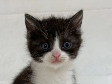 スコティッシュフォールド(立ち耳)【茨城県・男の子・2019年7月20日・ブラック&ホワイト】の写真「可愛いです（29日写真追加）」