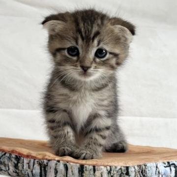 スコティッシュフォールド(折れ耳)【茨城県・男の子・2022年7月30日・ブラウンタビー】の写真「かわいいです」