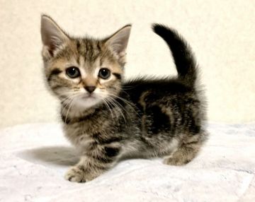 マンチカン(短足)【茨城県・女の子・2019年9月12日・ブラウンパッチドタビー】の写真「短足で可愛いです(10/19写真更新)」