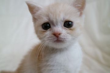 スコティッシュフォールド(立ち耳)【茨城県・女の子・2018年3月1日・クリームタービー&ホワイト】の写真「元気な女の子。4月22日までの見学受付になります」