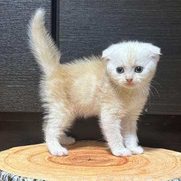 スコティッシュフォールド(折れ耳)【茨城県・男の子・2022年7月30日・レッドタビー】の写真「9/12動画更新しました。」