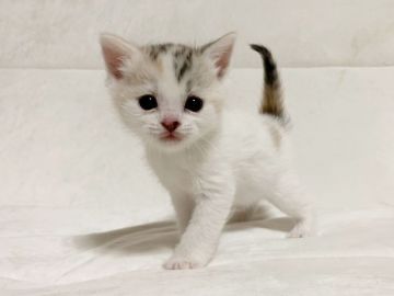 スコティッシュフォールド(立ち耳)【茨城県・女の子・2019年10月10日・シルバーパッチドタビー&ホワイト】の写真「可愛いです。(動画更新11/15)」