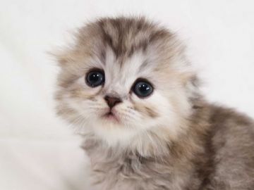 スコティッシュフォールド(折れ耳)【茨城県・女の子・2018年12月13日・シルバーパッチドタビー】の写真「可愛いです」