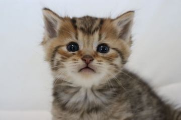 ミヌエット【茨城県・男の子・2018年2月3日・ブラウンタービー】の写真「かわいいです。3月25日までの期間限定募集!!」