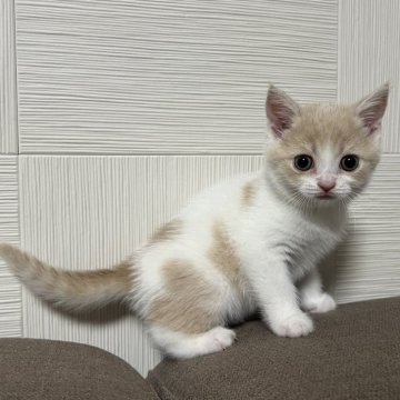 スコティッシュフォールド(立ち耳)【茨城県・男の子・2024年4月13日・クリームタビー&ホワイト】の写真「元気でかわいいです。」