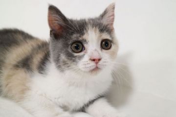 スコティッシュフォールド(立ち耳)【茨城県・女の子・2018年3月16日・ダイリュートキャリコ】の写真「毎日、元気に家の中を走り回ってます。」