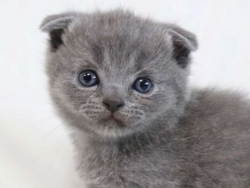 スコティッシュフォールド(折れ耳)【茨城県・男の子・2019年1月30日・ブルータビー】の写真「可愛いです。」