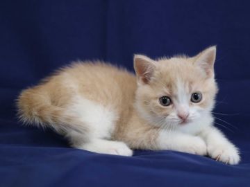 スコティッシュフォールド(立ち耳)【茨城県・男の子・2019年1月3日・クリームタビー&ホワイト】の写真「可愛いです(24日までの見学受付中)」