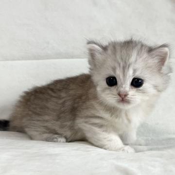 スコティッシュフォールド(立ち耳)【茨城県・女の子・2022年7月7日・シルバータビー（セミロング）】の写真「8/8動画掲載」