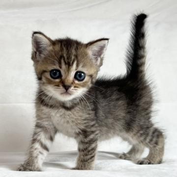 スコティッシュフォールド(立ち耳)【茨城県・女の子・2022年7月30日・ブラウンパッチドタビー】の写真「かわいいです」