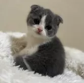 スコティッシュフォールド(折れ耳)【茨城県・男の子・2024年1月18日・ブルータビー&ホワイト】の写真1