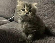 スコティッシュフォールド(立ち耳)【茨城県・男の子・2019年1月11日・ブラウンタビー】の写真1「2/14撮影」