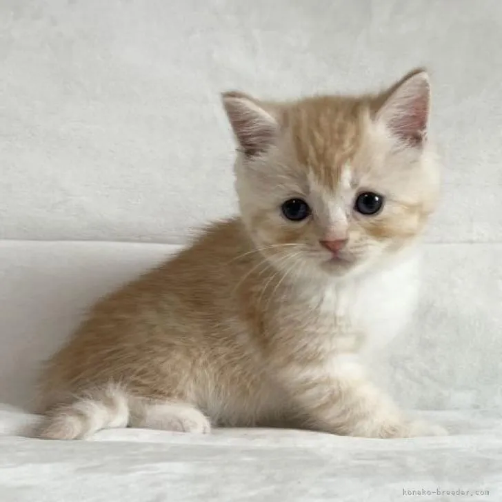 ID：2209-00747の子猫