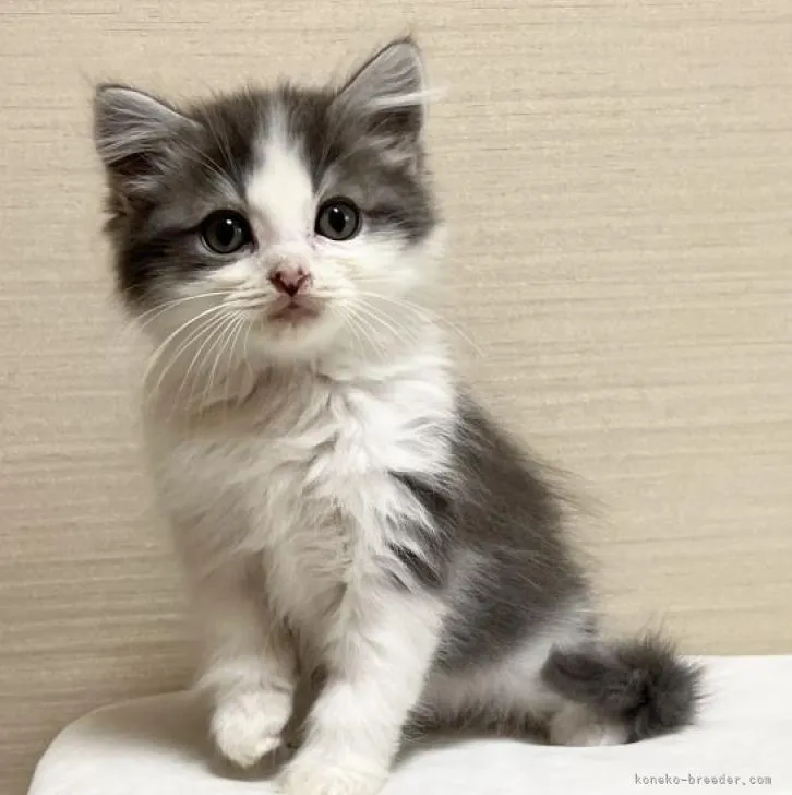 ID：2212-02303の子猫