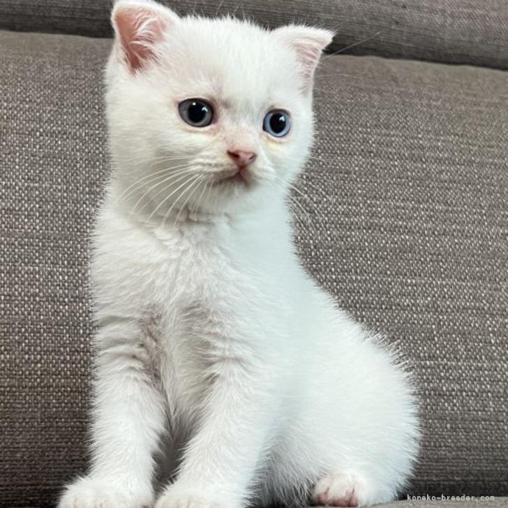 願いが叶う】【厄除け】【病除け】【九谷焼】招き猫 赤盛り 左手