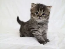 スコティッシュフォールド(立ち耳)【茨城県・男の子・2019年1月11日・ブラウンタビー】の写真4