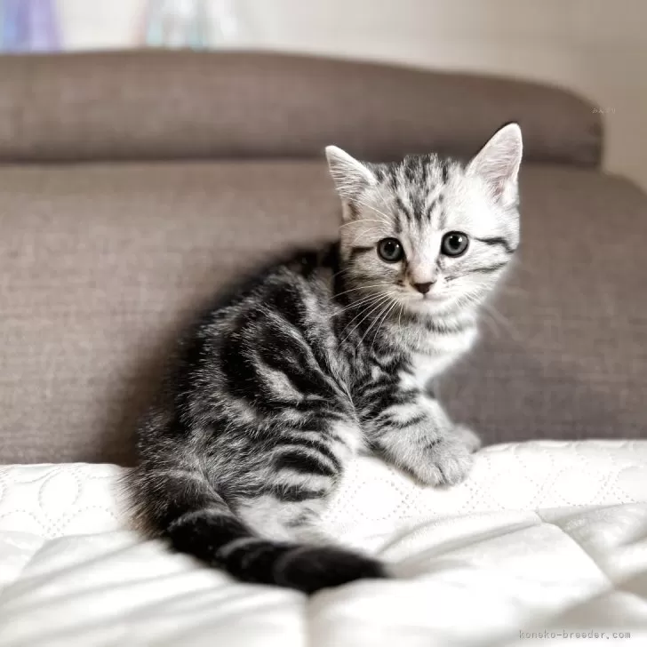 ID:2504-02739の子猫