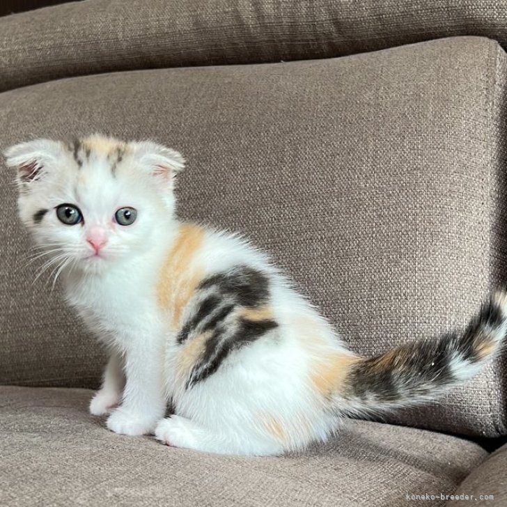 LivHeart 抱き枕 ぬいぐるみ 抱きまくら 猫 ねこ ふわふわ ねこ