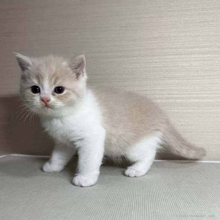 スコティッシュフォールド(立ち耳)【茨城県・男の子・2025年1月24日・クリームタビー&amp;ホワイト】の写真1