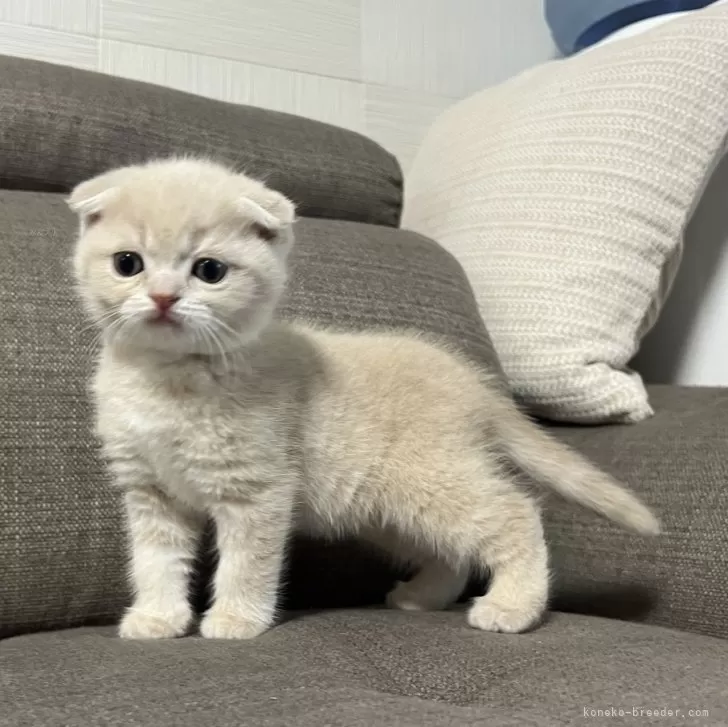 ID：2502-01551の子猫