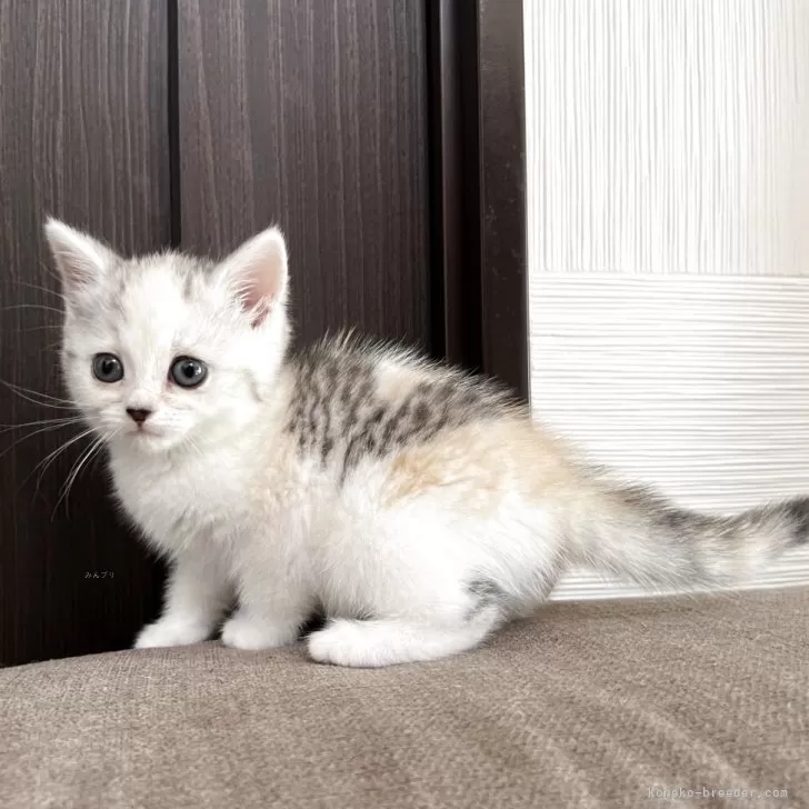 スコティッシュフォールド(立ち耳)【茨城県・女の子・2025年9月19日・シルバーパッチドタビー&ホワイト】の写真1