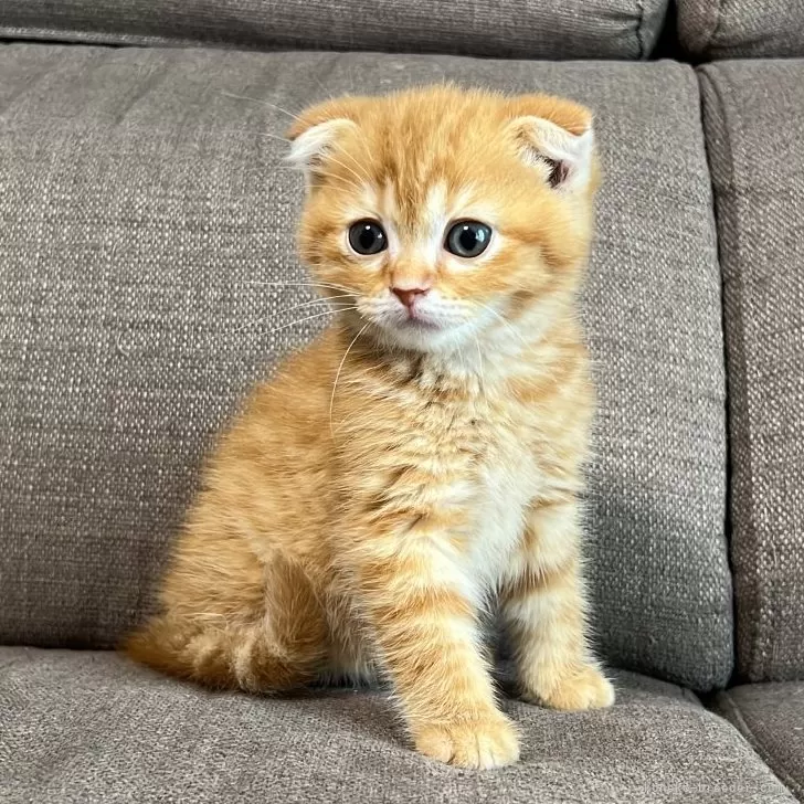 ID:2506-01942の子猫