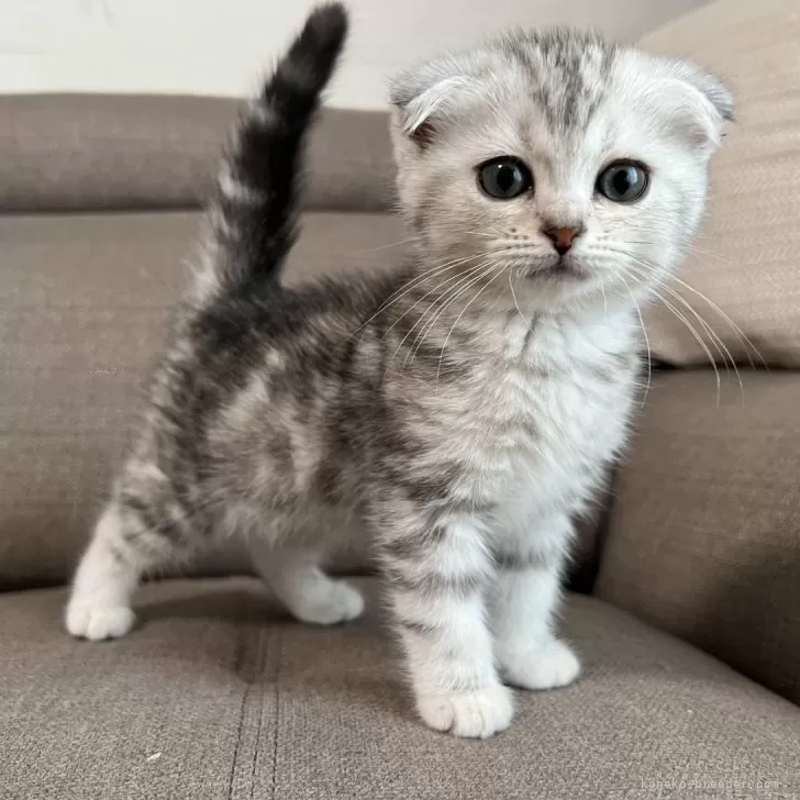 ID：2505-03938の子猫