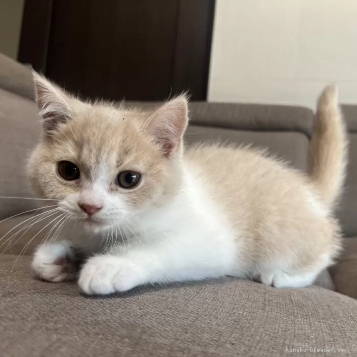 M.Ｉ 様のお迎えした子猫