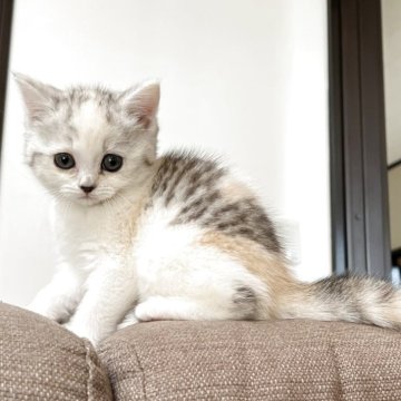 スコティッシュフォールド(立ち耳)【茨城県・女の子・2025年9月19日・シルバーパッチドタビー&ホワイト】の写真「かわいいです。」