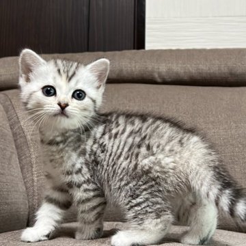 スコティッシュフォールド(立ち耳)【茨城県・女の子・2025年4月17日・シルバーパッチドタビー】の写真「かわいいです。」