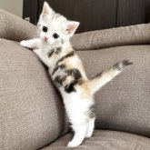 スコティッシュフォールド(立ち耳)