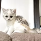 スコティッシュフォールド(立ち耳)