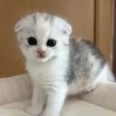 スコティッシュフォールド(折れ耳)