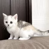 スコティッシュフォールド(立ち耳)【茨城県・女の子・2025年9月19日・シルバーパッチドタビー&ホワイト】の写真1