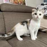 スコティッシュフォールド