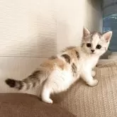 スコティッシュフォールド(立ち耳)【茨城県・女の子・2025年9月19日・シルバーパッチドタビー&ホワイト】の写真4