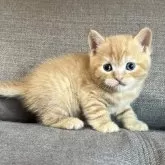 スコティッシュフォールド(立ち耳)【茨城県・男の子・2026年2月27日・レッドタビー】の写真3