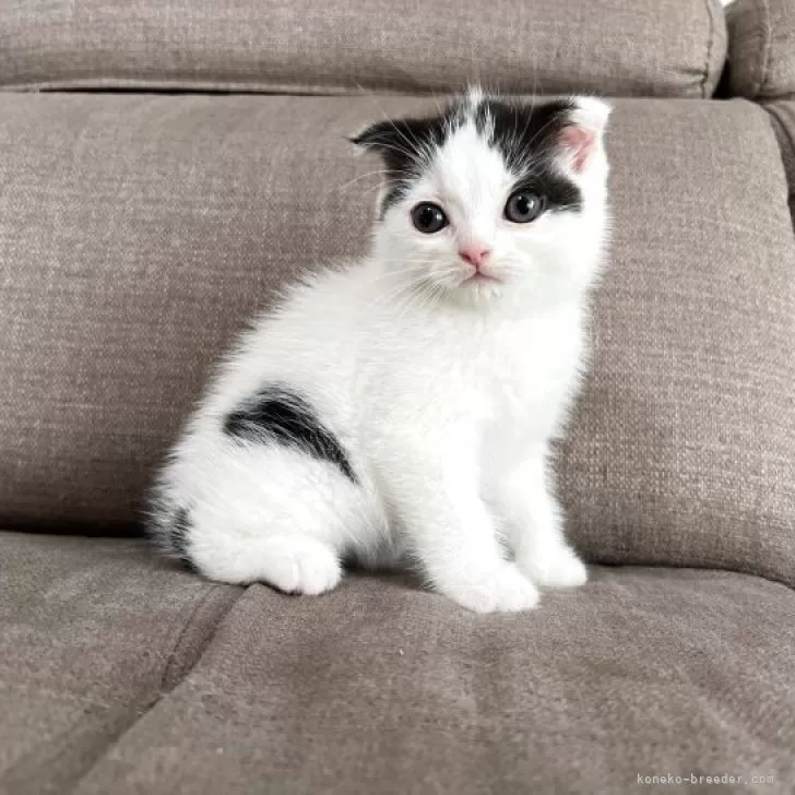 スコティッシュフォールド(立ち耳)【茨城県・男の子・2025年8月