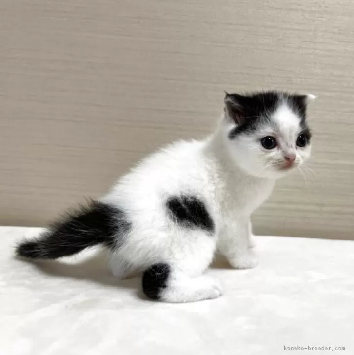 【中古】 子猫かわいい/どうぶつ出版/植木裕幸 mqdefault.jpg