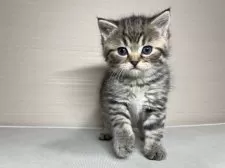 スコティッシュフォールド(立ち耳)【茨城県・男の子・2025年1月24日・ブラウンタビー】の写真4