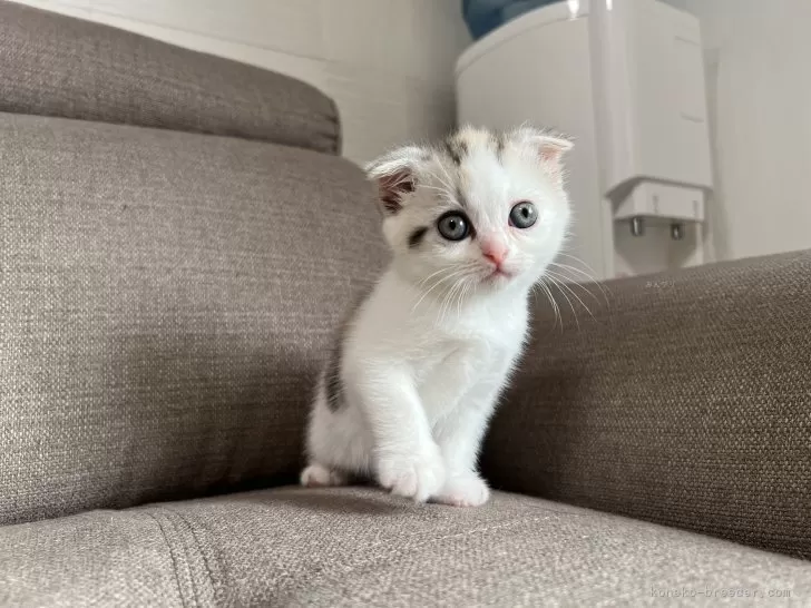 可愛い猫達 価格の安いMIX猫♀黒①（父:ラグドール×母:マンチカン