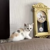 スコティッシュフォールド(立ち耳)【茨城県・女の子・2025年9月19日・シルバーパッチドタビー&ホワイト】の写真4