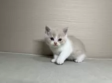 スコティッシュフォールド(立ち耳)【茨城県・男の子・2025年1月24日・クリームタビー&ホワイト】の写真5