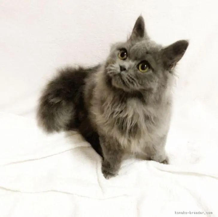 ID:2301-00044の子猫